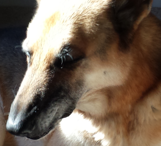Grumpy Dog